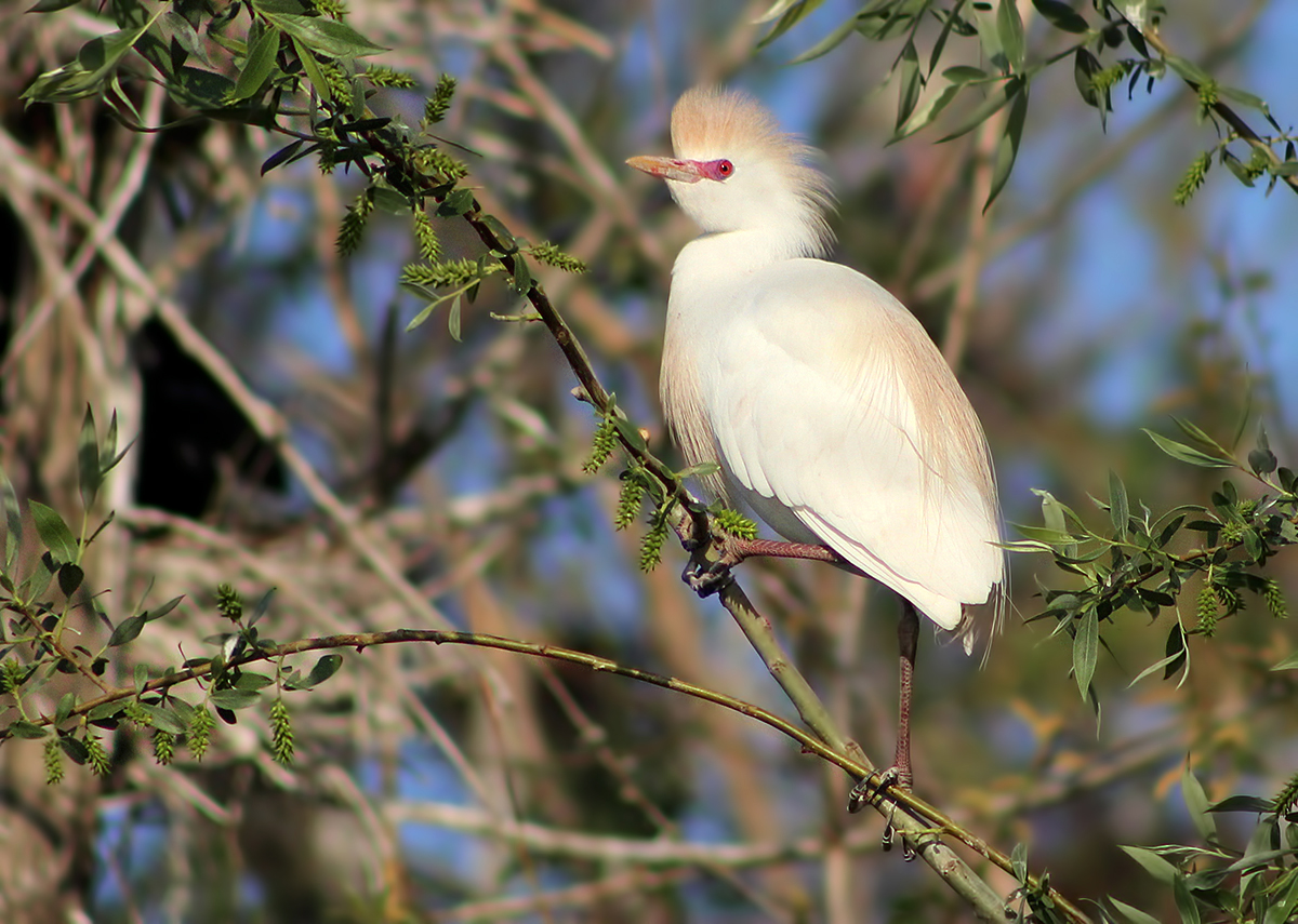 Cattle Egret